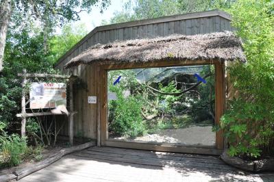 Tamarin pinché - Saki à face blanche - 2013