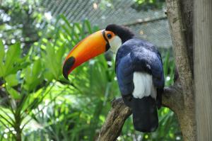 Toucan