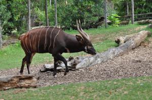 Bongo