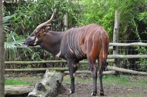 Bongo