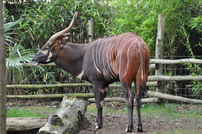 Bongo