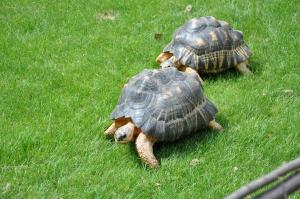 Tortue radiée
