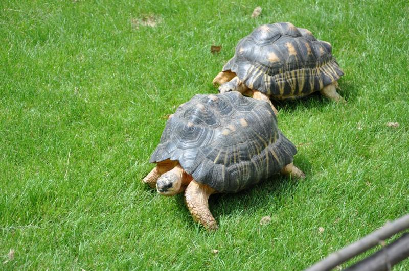 Tortue radiée