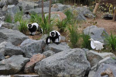 Vari noir et blanc - 2013