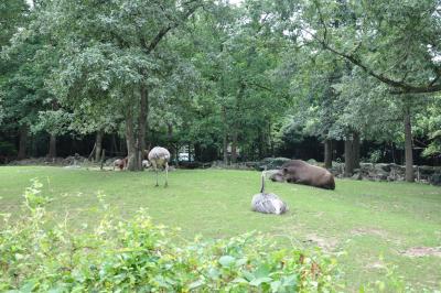 Pampa sud-américaine - 2013