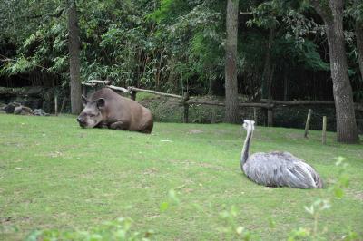 Pampa sud-américaine - 2013