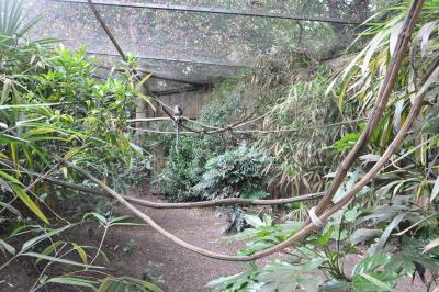 Voliere sud-américaine - 2013