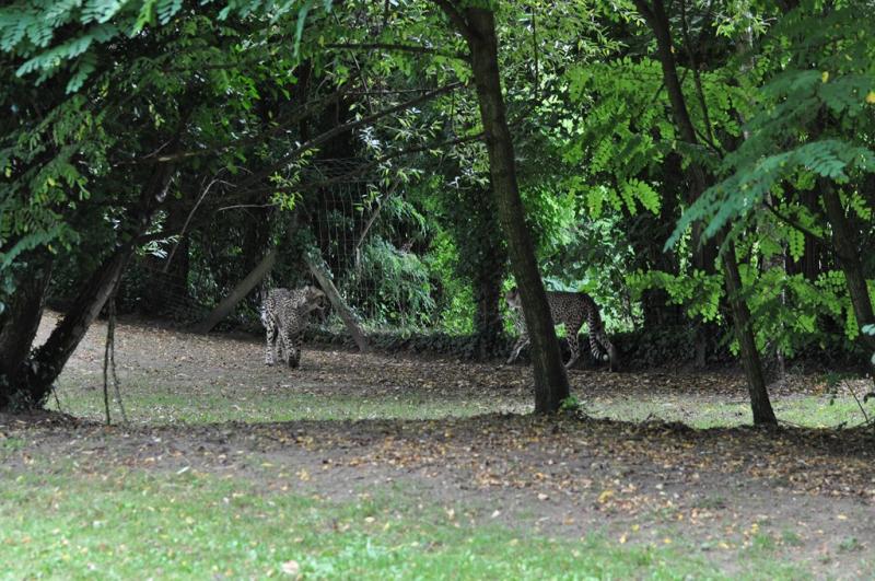 Guépard