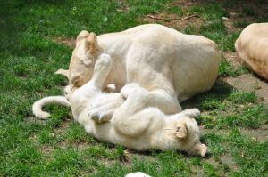 Lion blanc