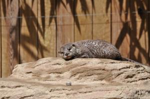 Loutre d'Asie