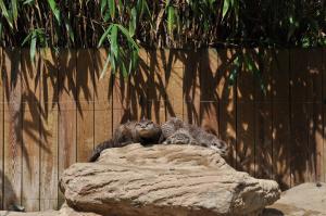 Loutre d'Asie