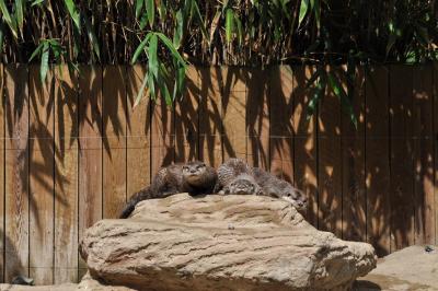 Loutre d'Asie - 2013