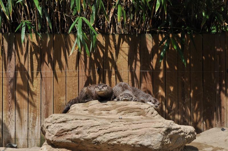 Loutre d'Asie
