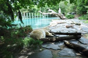 Ours polaire