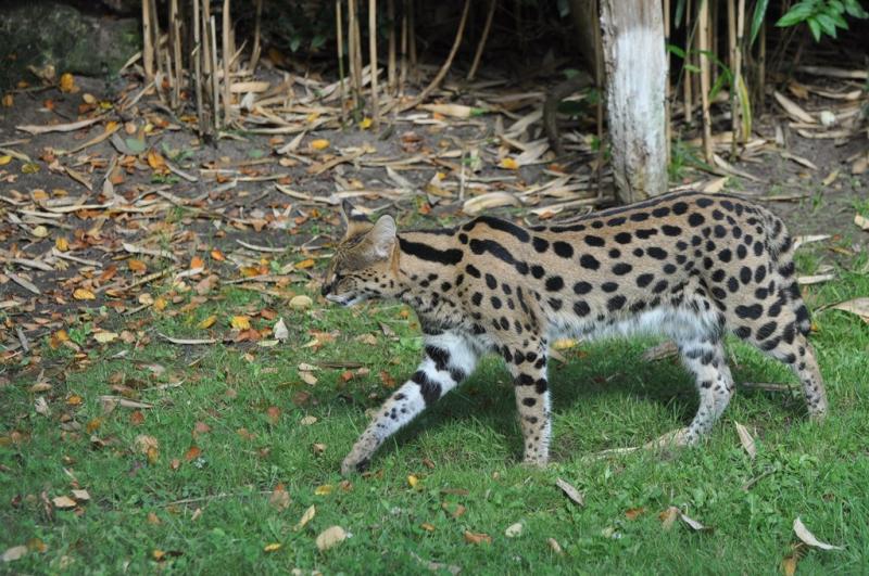 Serval