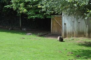 Wallaby de Bennett