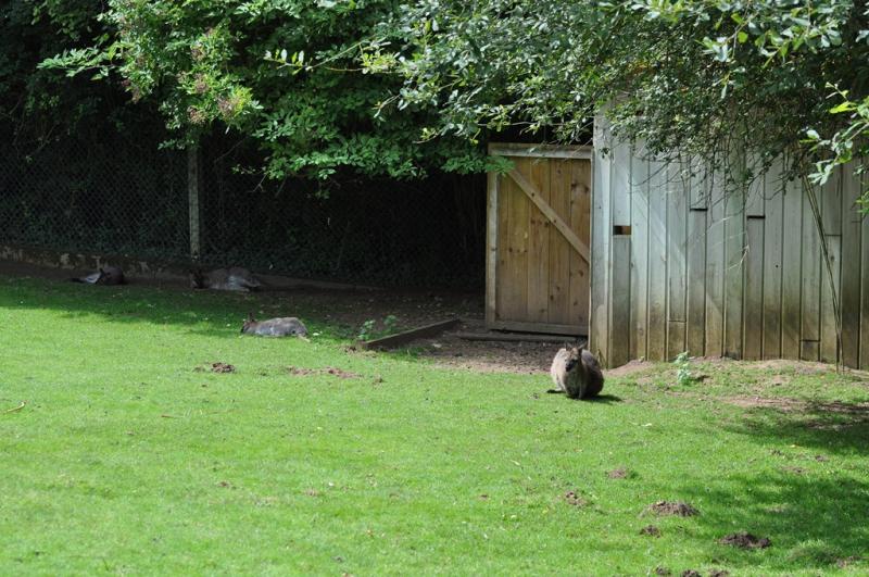Wallaby de Bennett