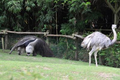 Tamanoir - Nandou - 2013