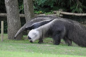 Tamanoir