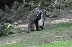 Tamanoir