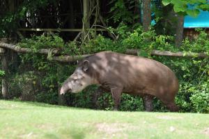 Tapir terrestre