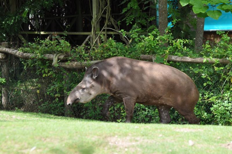 Tapir terrestre