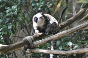 Tamarin de Geoffroy
