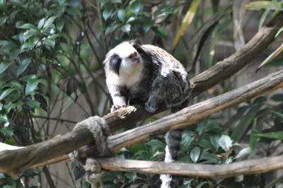 Tamarin de Geoffroy - 2013