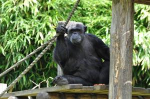 Chimpanzé