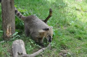 Coati roux