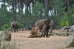 Eléphant d'Afrique
