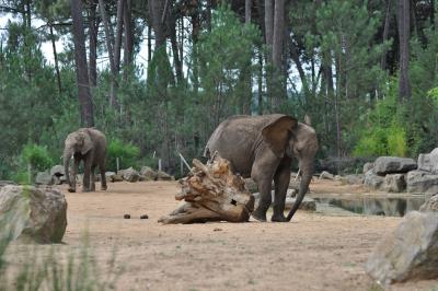 Eléphant d'Afrique - 2013
