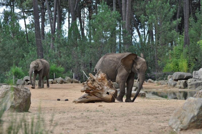 Eléphant d'Afrique
