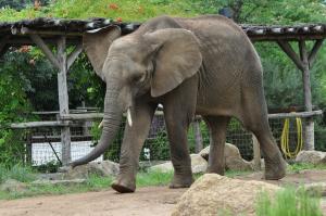 Eléphant d'Afrique