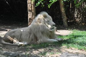 Lion blanc