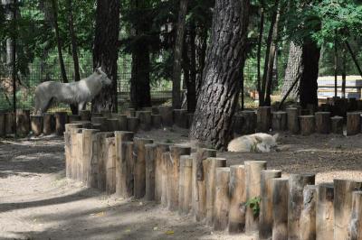 Loup arctique - 2013