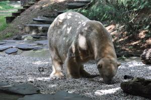 Ours polaire