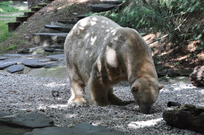 Ours polaire