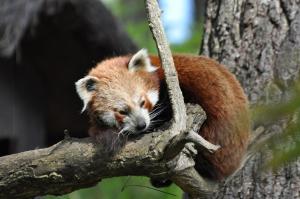 Panda roux