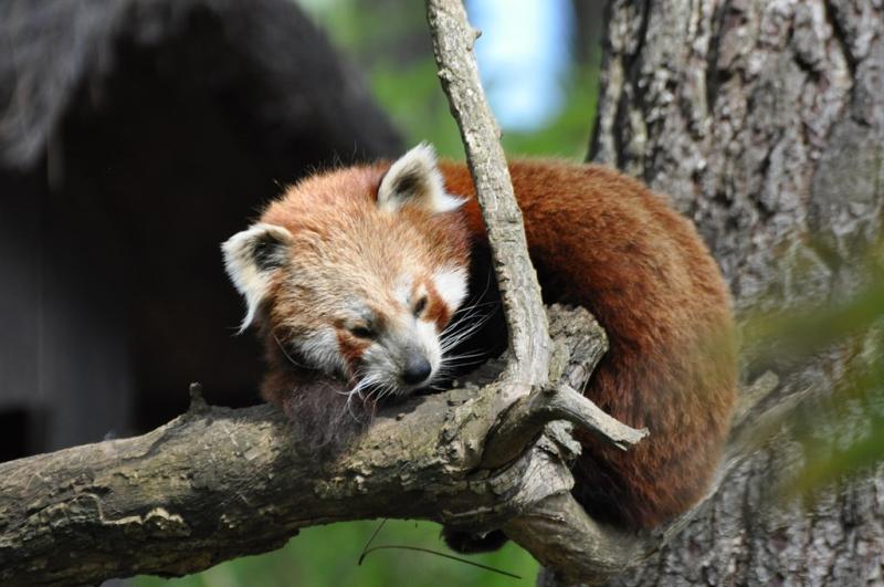 Panda roux