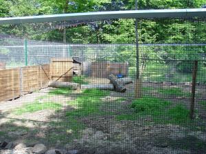 Lophopore resplandissant