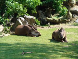 Tapir terrestre