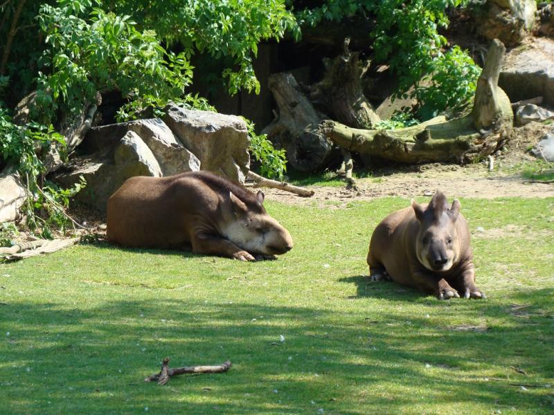 Tapir terrestre