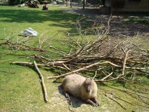 Capybara