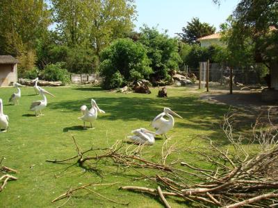 Pélican frisé - 2009