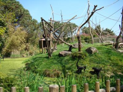 Atèle noir de Colombie - 2009