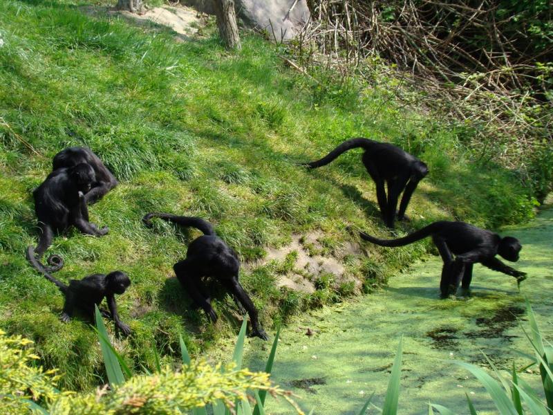 Atèle noir de Colombie