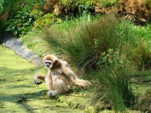 Gibbon à favoris blancs