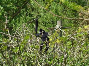 Gibbon à favoris blancs
