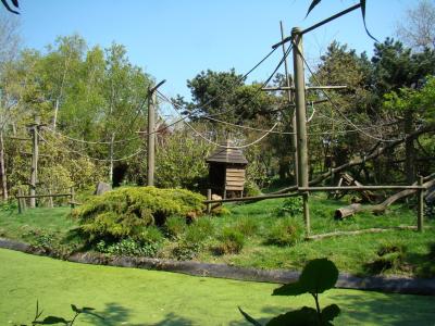 Gibbon à favoris blancs - 2009